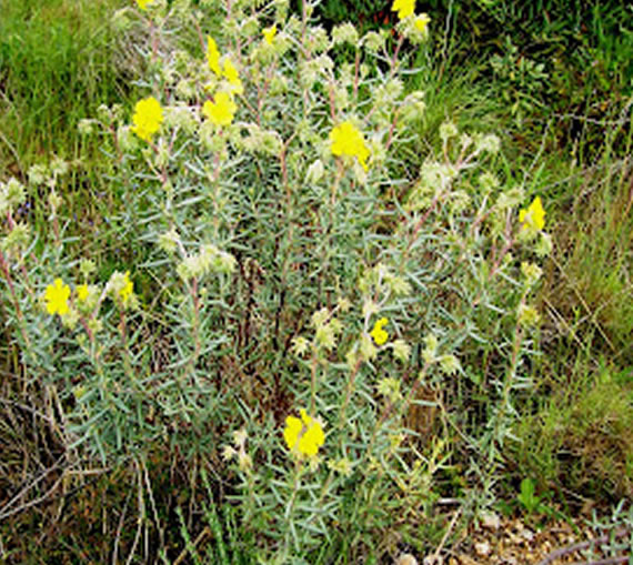 Salvia abuela 2